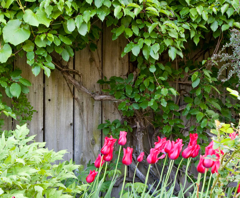 Red tulip wall